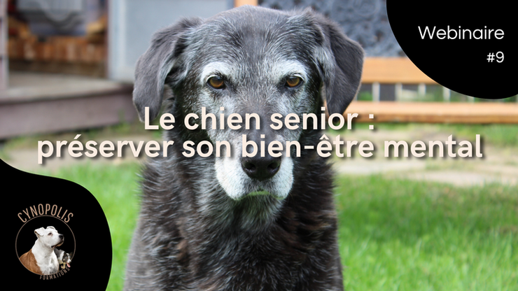 Le chien senior : préserver son bien-être mental